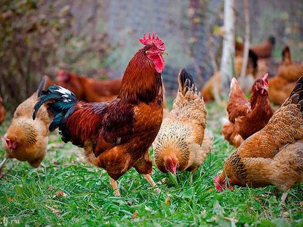 Породы куриц | ЗооТом - продажа, вязка и услуги для животных в Павловске