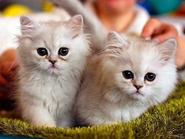 Породы кошек в Павловске | ЗооТом портал о животных
