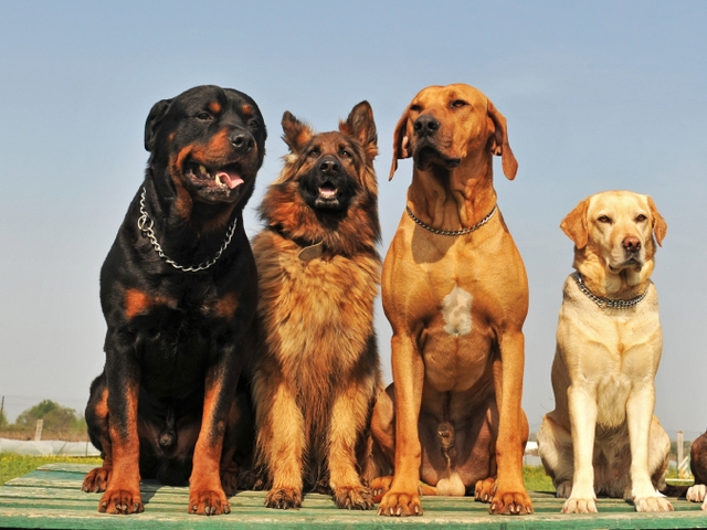 Крупные породы собак в Павловске | ЗооТом портал о животных